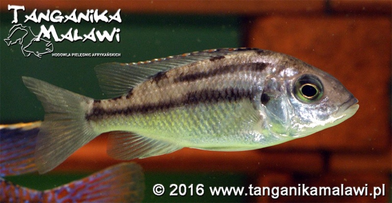 Protomelas taeniolatus 'Namalenje Island'